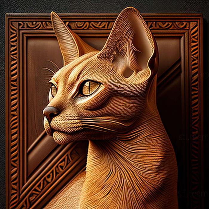 Animals Abyssinian cat